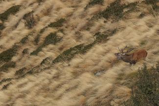 Bramito di Emilio Ricci