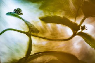 Loving vincent di Lorenzo Shoubridge