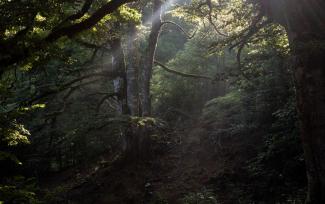 Foreste senili. Lampazzo/Cicerana. Parco Nazionale d’Abruzzo Lazio e Molise di Riccardo Mattea