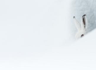 3a fauna selvatica Cucù. Lepre alpina di Denis Bertanzetti