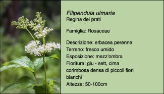 Scheda specie botanica Filipendula ulmaria