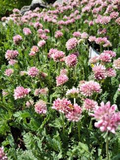 paradisia - archivio fgp