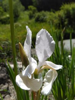 paradisia - archivio fgp