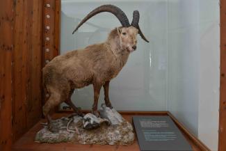 stambecco al centro visitatori di rhemes notre dame