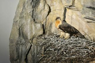 gipeto nel centro visitatori di rhemes notre dame
