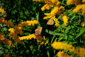 Fiori e farfalle