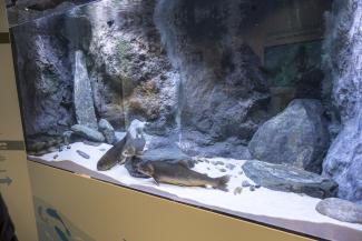 vasca del centro visitatori di rovenaud