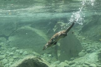lontra nel centro visitatori di rovenaud