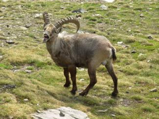 Ciaspolata con lo stambecco