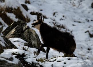 Osservare in punta di piedi la fauna del Parco Nazionale del Gran Paradiso