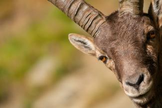 Safari alpino - escursioni con le guide di NaturAlp