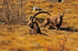 Autunno in quota - escursione a Pian Borgno