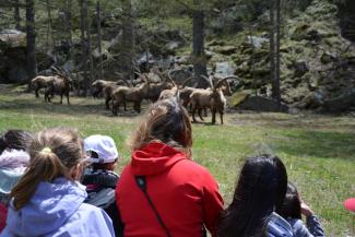 Safari alpino famiglie - escursioni con le guide di NaturAlp
