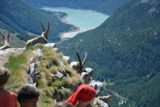 Safari alpino famiglie - passeggiate avvistamento animali con le guide di NaturAlp