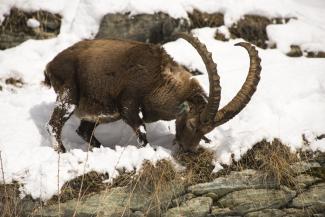 Stambecco (Dario De Siena)
