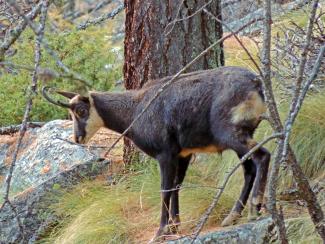 Autunno d'Amore: gli animali del Gran Paradiso alle soglie dell'inverno