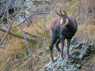 Camoscio - Storie di Uomini e di Montagne il Vallone del Roc