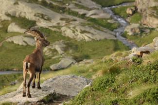 Stambecco