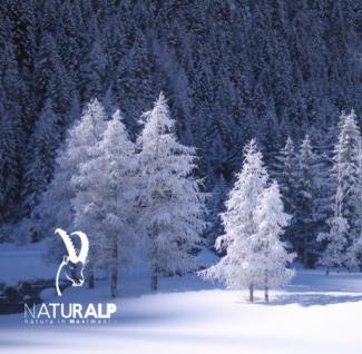 Gennaio sulla neve con NaturAlp