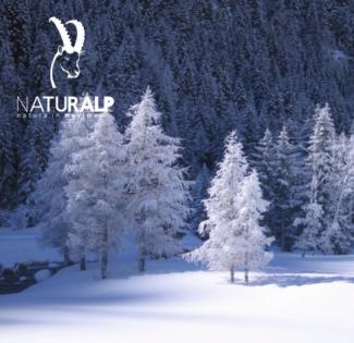 Immacolata in ciaspole