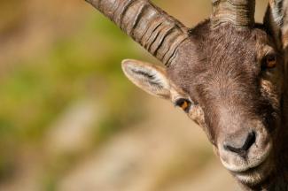 Safari alpino - escursioni con le guide di NaturAlp