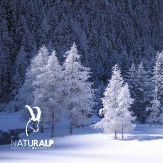  Dicembre sulla neve con NaturAlp