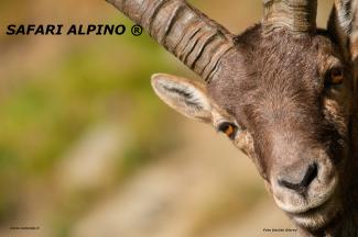 Safari alpino - primavera 2018