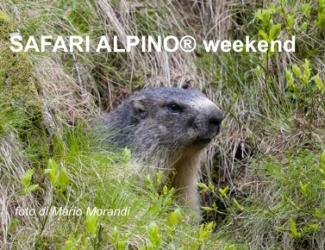 Safari alpino - escursioni estive con le guide di NaturAlp