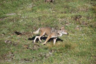 lupo parco gran paradiso