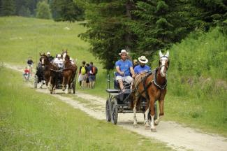 viva il parco cogne cavalli