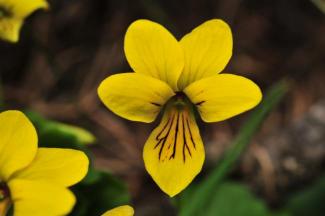 Foto di Dario De Siena