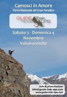 Camosci in amore
