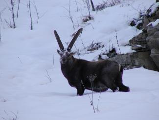 Valsavarenche 100% natura imbiancata