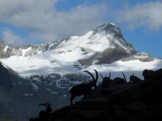 stambecco cima peinetti