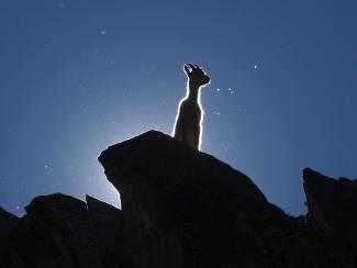 Musicogne - Musiche di legno