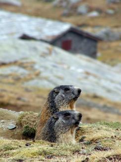 marmotte gran paradiso