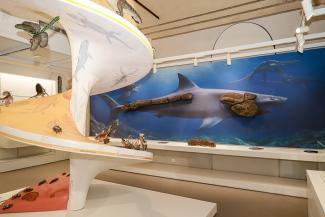 Quattro incontri on line a tema zoologico