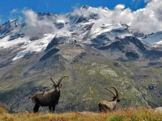 stambecco (gianni tamiozzo)