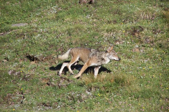 lupo parco gran paradiso