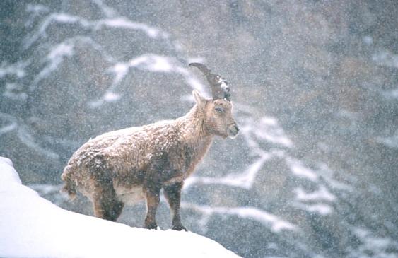 giovane stambecco nella neve 
