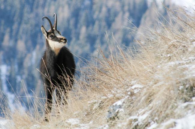 Camosci in amore con Guide Trek Alps
