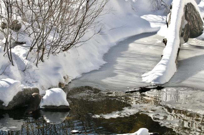 lontra inverno centro acqua e biodiversità rovenaud valsavarenche