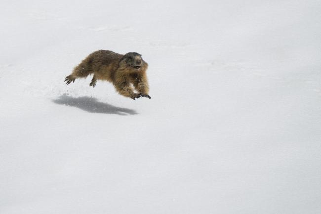 Marmotta nella neve - Annamaria Pernstich