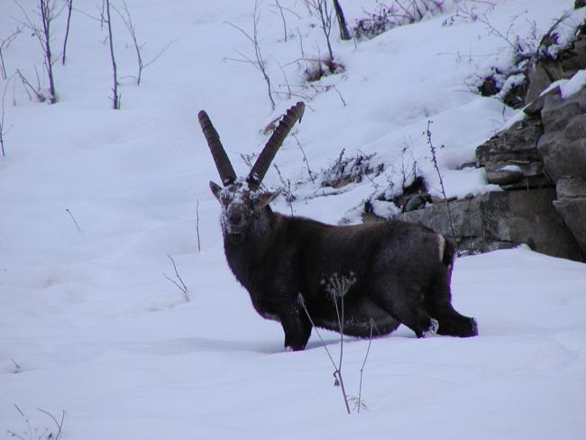 Valsavarenche 100% natura imbiancata