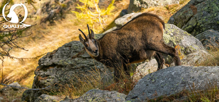 Escursione fotografica nel Parco Nazionale Gran Paradiso
