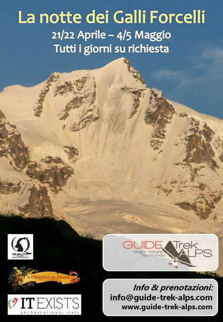 Locandina - La notte dei galli forcelli