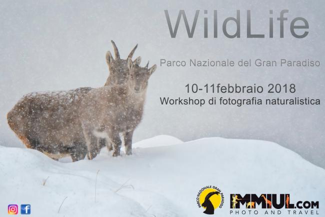 WildLife - workshop di fotografia naturalistica