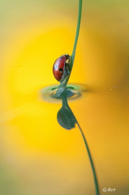 Alle porte del Gran Paradiso - Naturalmente musica