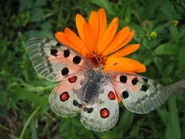 Giornata della biodiversità, speciale impollinatori