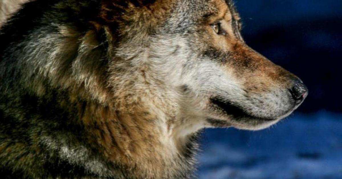 MayiaHey Anello Lupo, Luna, Foresta, Lupo Vichingo Nordico, Anello